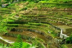 Rice terraces in Banaue 1