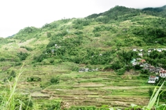 Rice terraces in Banaue 12