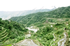 Rice terraces in Banaue 13
