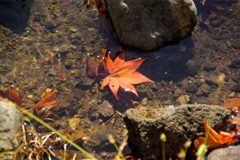 紅葉＠昭和記念公園