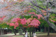 モミジ＠昭和記念公園