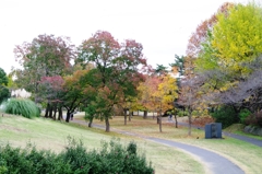 紅葉＠昭和記念公園