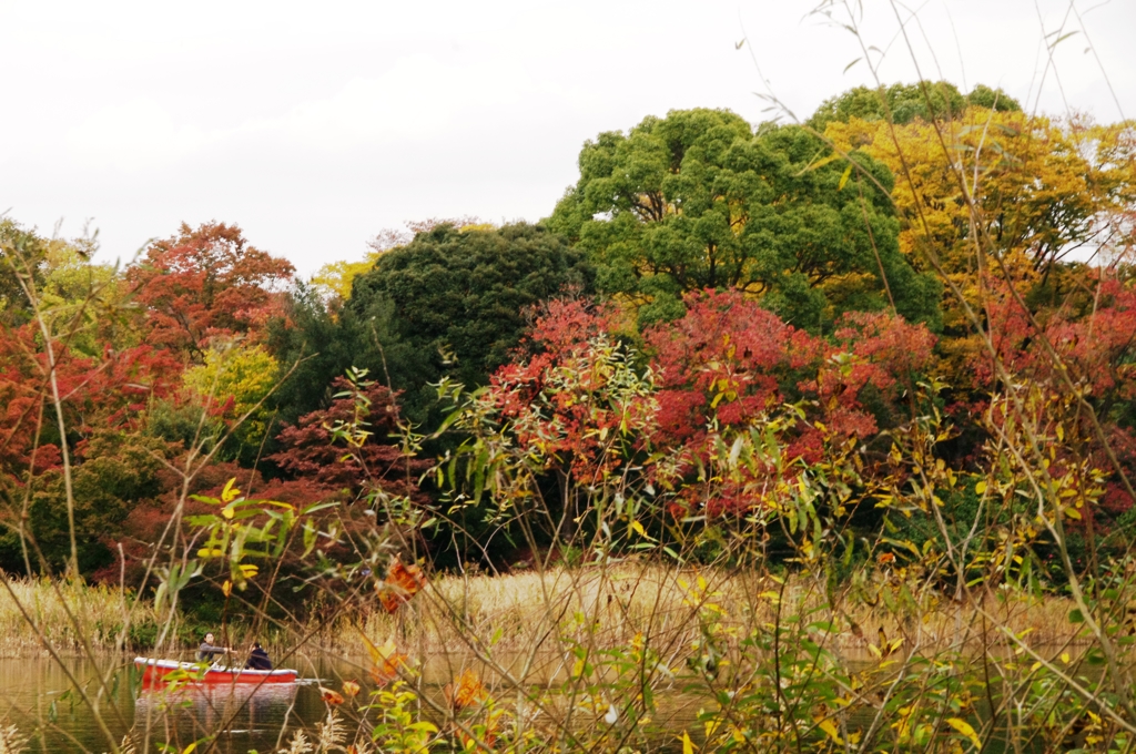 紅葉＠昭和記念公園