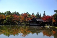 紅葉＠昭和記念公園
