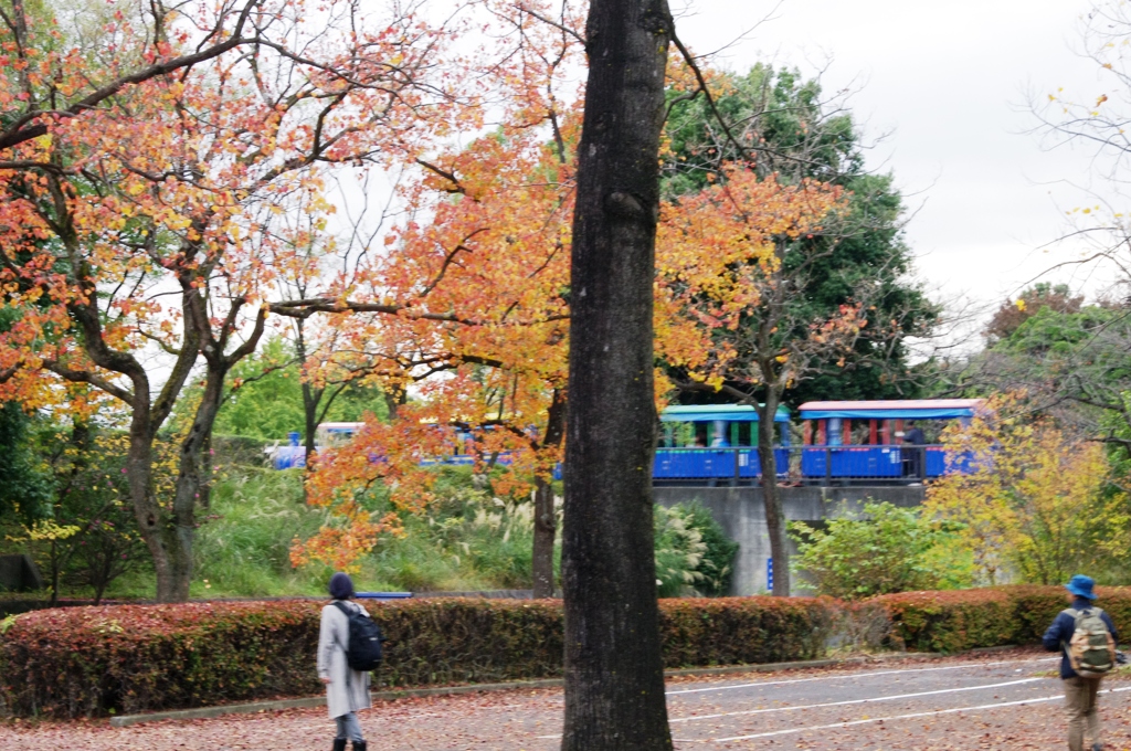 紅葉＠昭和記念公園