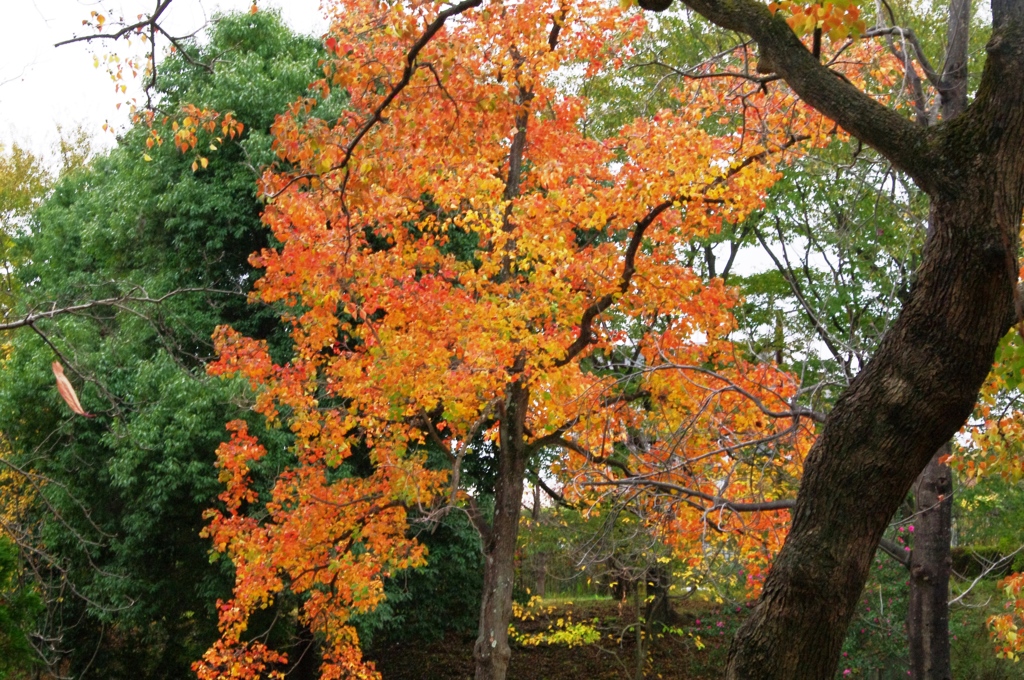 紅葉＠昭和記念公園