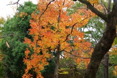 紅葉＠昭和記念公園