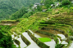 Rice terraces in Banaue 3