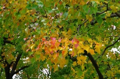紅葉＠昭和記念公園