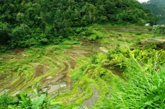 Rice terraces in Banaue 6