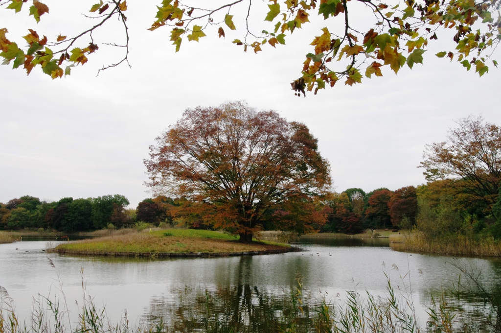 紅葉＠昭和記念公園