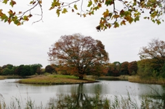 紅葉＠昭和記念公園