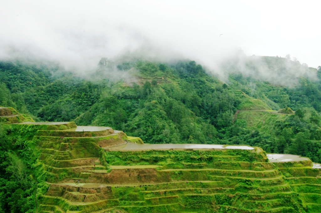 Rice terraces in Banaue 8