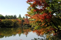 紅葉＠昭和記念公園