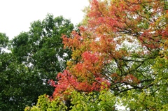 紅葉＠昭和記念公園