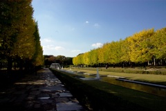 銀杏＠昭和記念公園