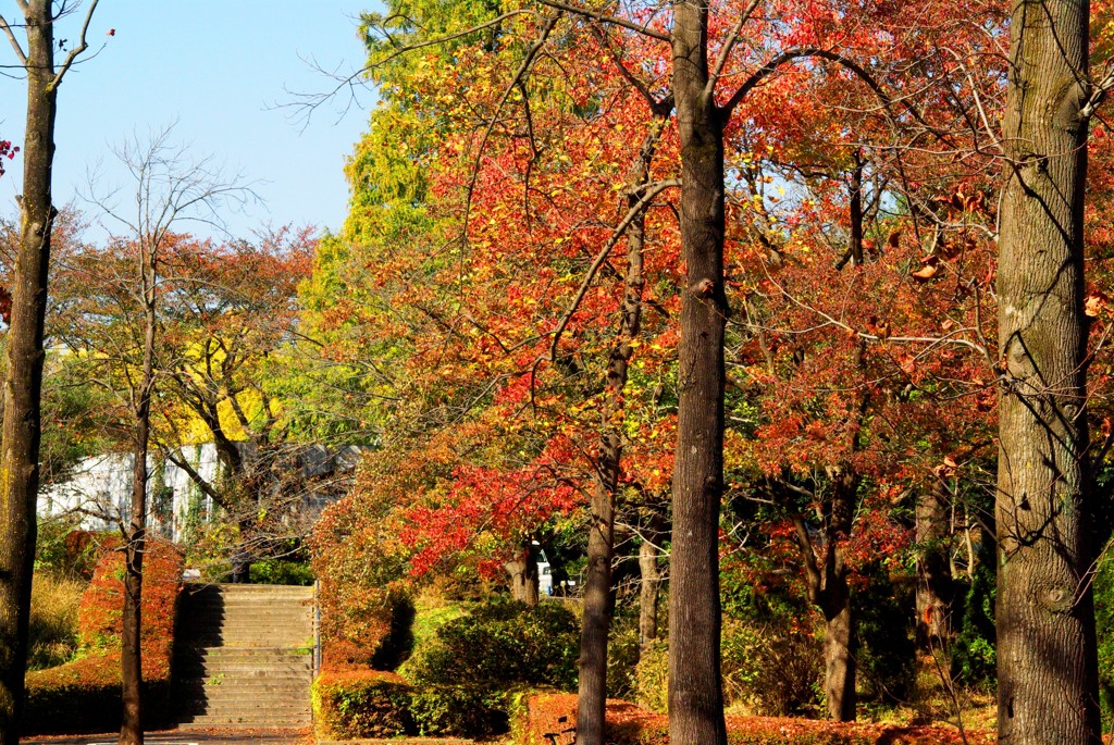紅葉＠昭和記念公園