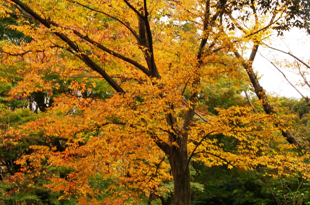 紅葉＠昭和記念公園