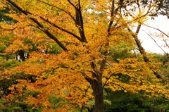 紅葉＠昭和記念公園