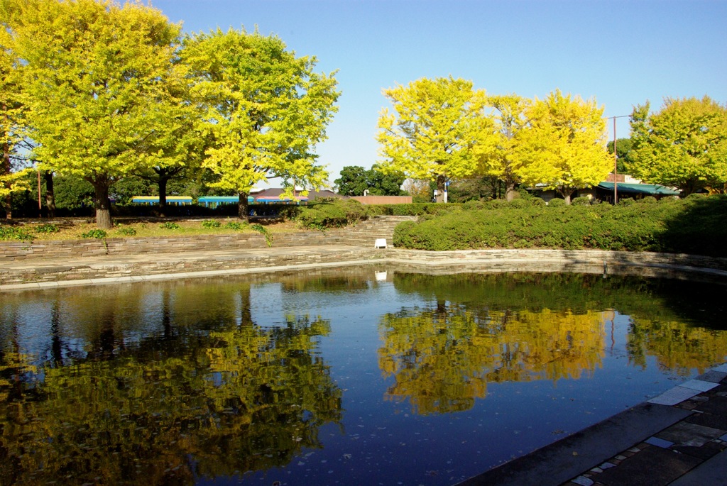 銀杏＠昭和記念公園