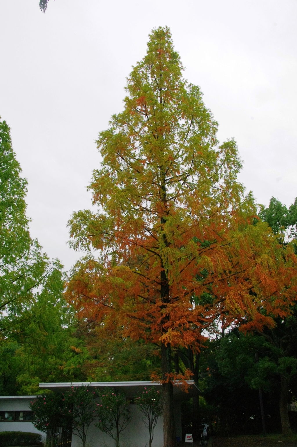 紅葉＠昭和記念公園