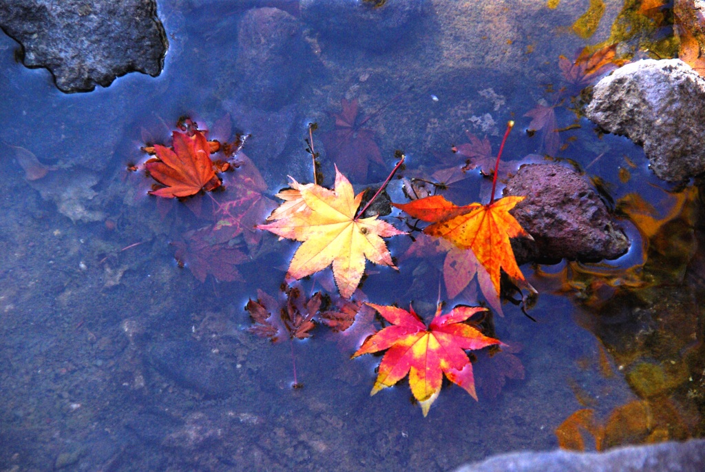 紅葉＠昭和記念公園