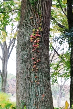 紅葉＠昭和記念公園