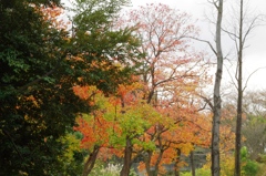 紅葉＠昭和記念公園