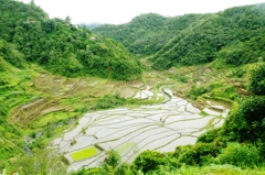 Rice terraces in Banaue 2