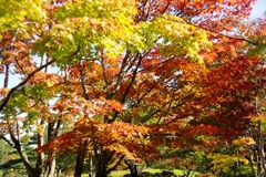 紅葉＠昭和記念公園