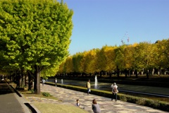 銀杏＠昭和記念公園