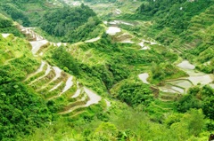 Rice terraces in Banaue 7