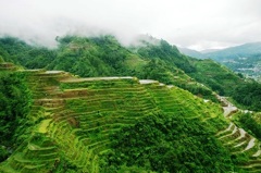 Rice terraces in Banaue 10