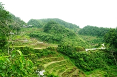 Rice terraces in Banaue 5