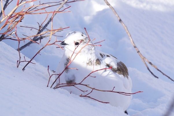 冬の雷鳥