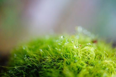 新鮮なキャベツみたい…な苔