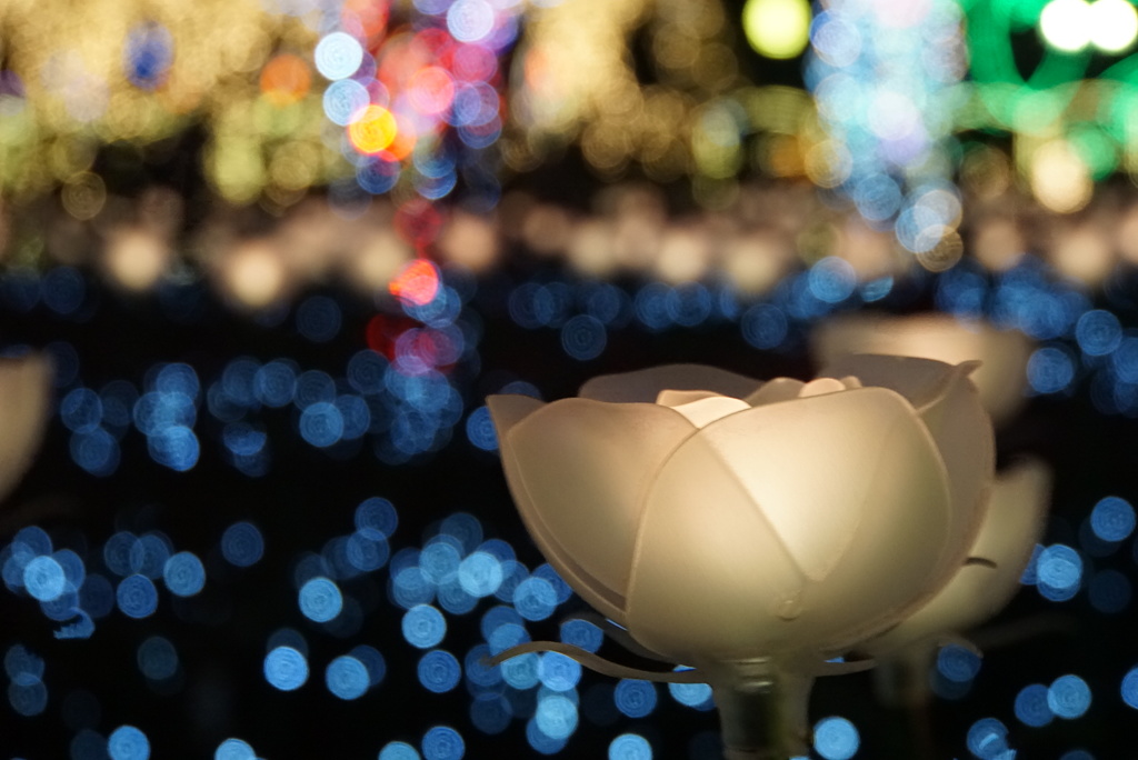 イルミネーションの魔法