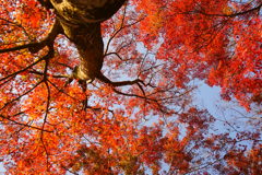 紅葉