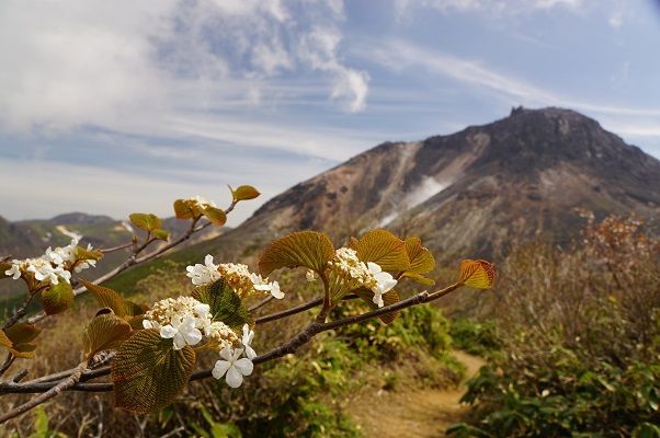茶臼岳の春