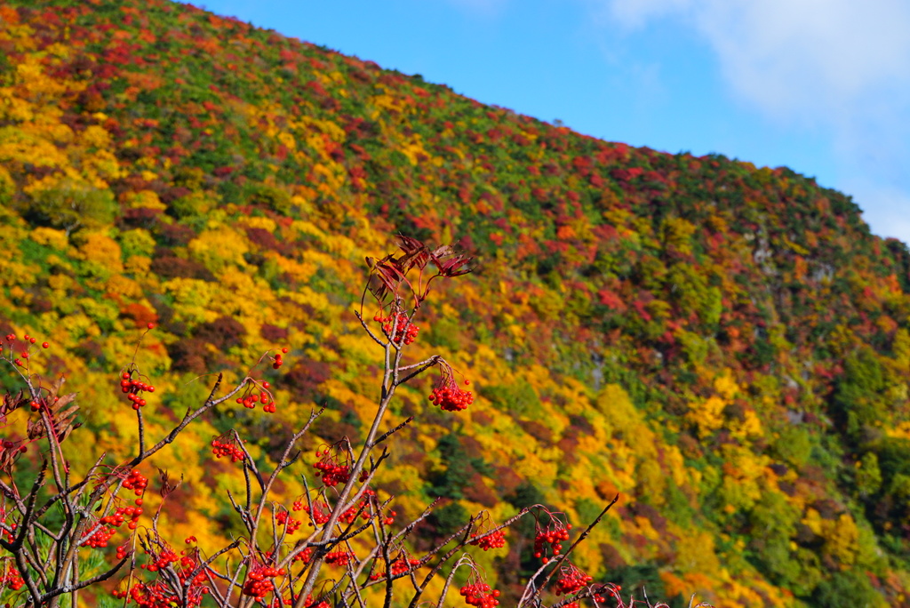 紅葉日和