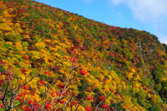 紅葉日和