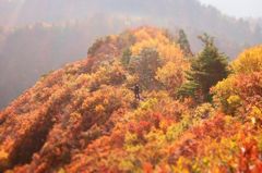 紅葉に埋もれる