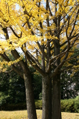 前橋公園の銀杏