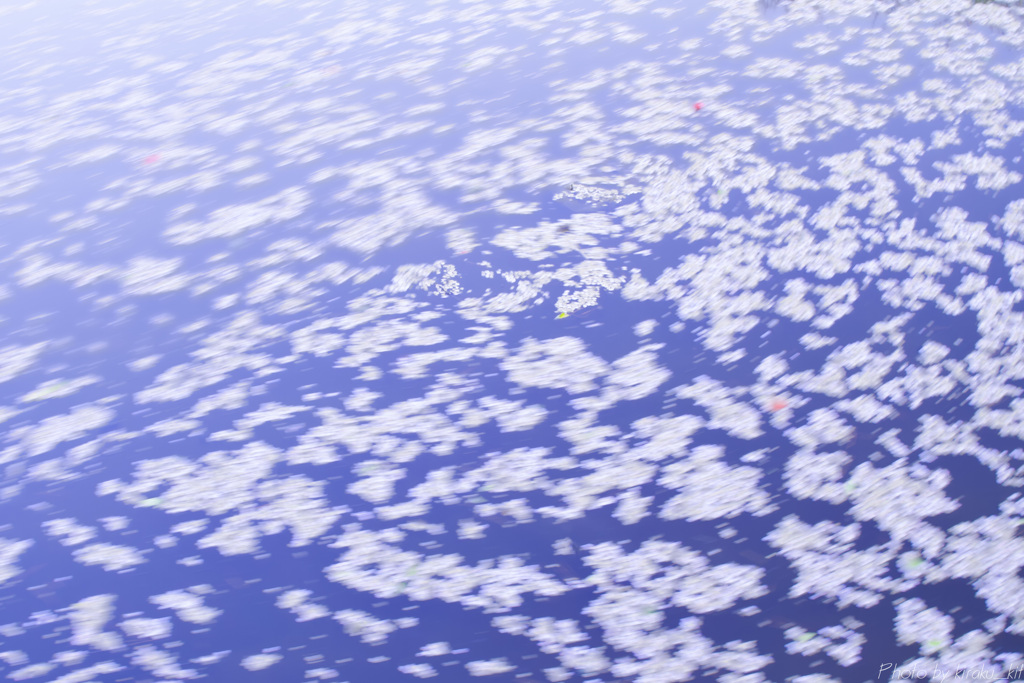 桜流し