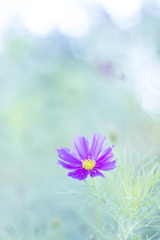 秋桜