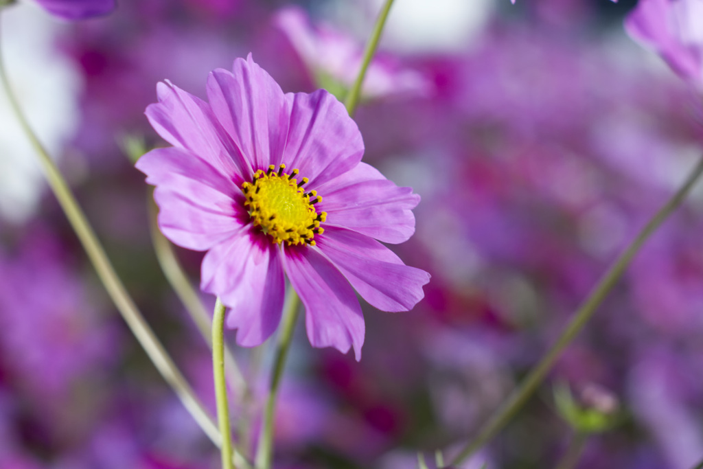 秋桜