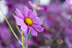 秋桜