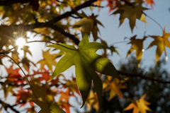 ミササガパークの紅葉