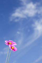 秋桜