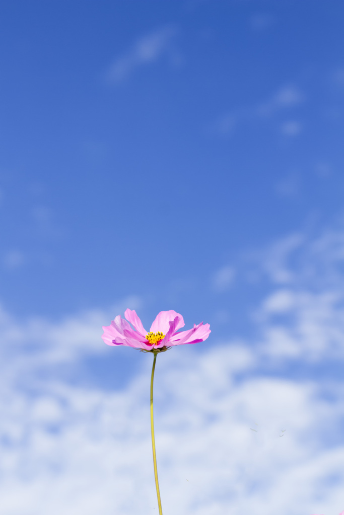 秋桜